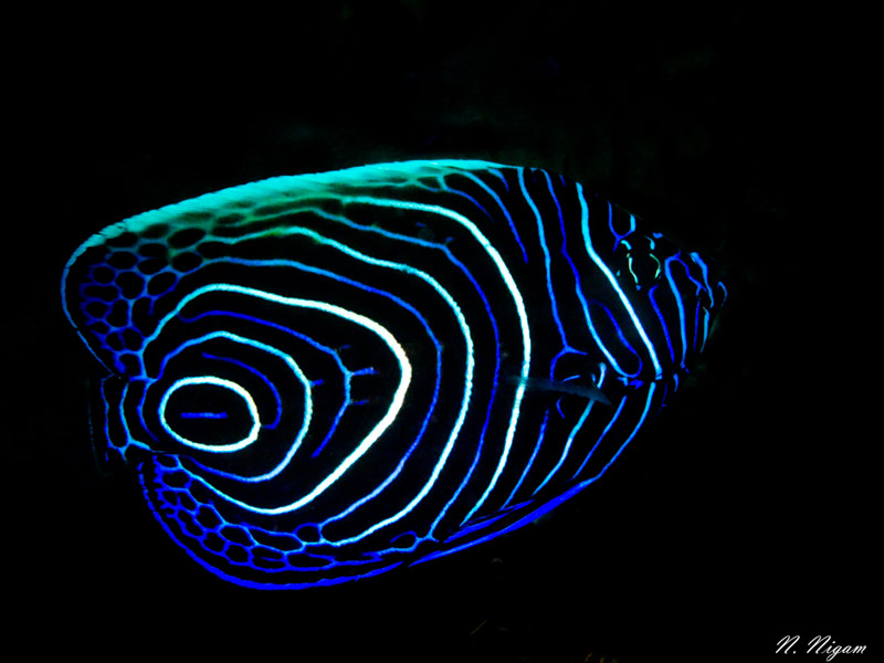 Technique/TutorialUnderwater Photography Guide